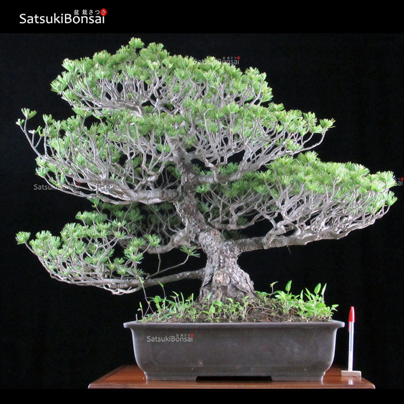 0820_1-Pinus-Pentaphilla.jpg Pino Pentaphilla Goyomatsu VENDUTO - immagine 1