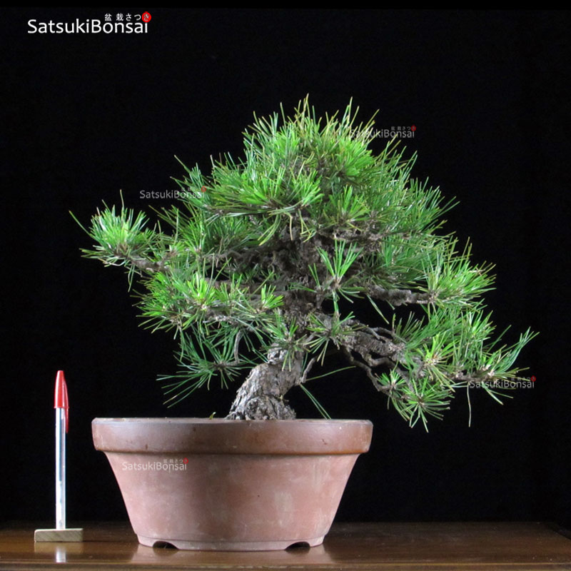 0828_1-Pinus-thunbergii-kur.jpg Kuromatsu kifu VENDUTO - immagine 1