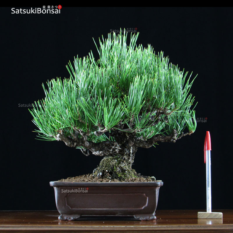 0830_1-Kuromatsu.jpg Kuromatsu shohin VENDUTO - immagine 1