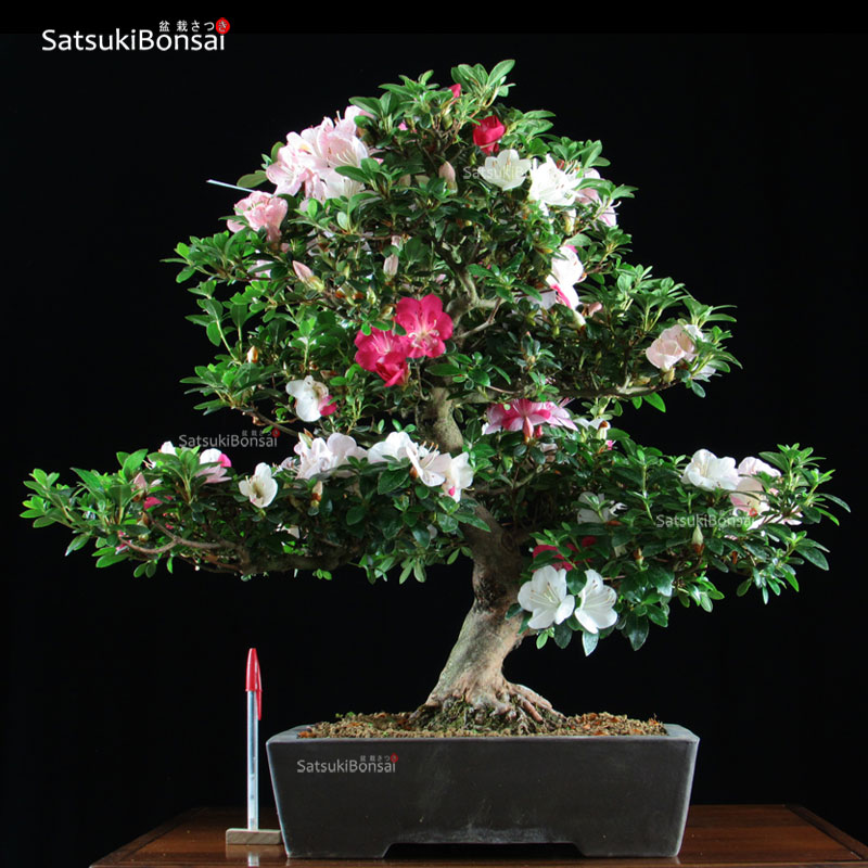 0868_1-Kobainishiki.jpg Azalea Satsuki KOBAINISHIKI VENDUTO - immagine 1