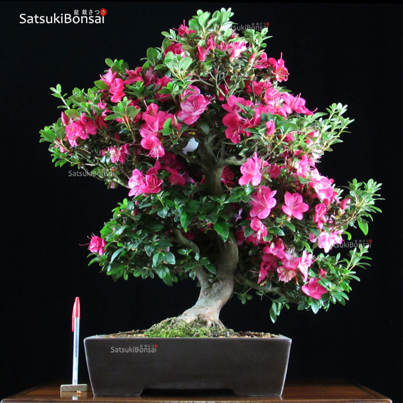 0869_1-Kobai.jpg Azalea Satsuki KOBAI VENDUTO - immagine 1