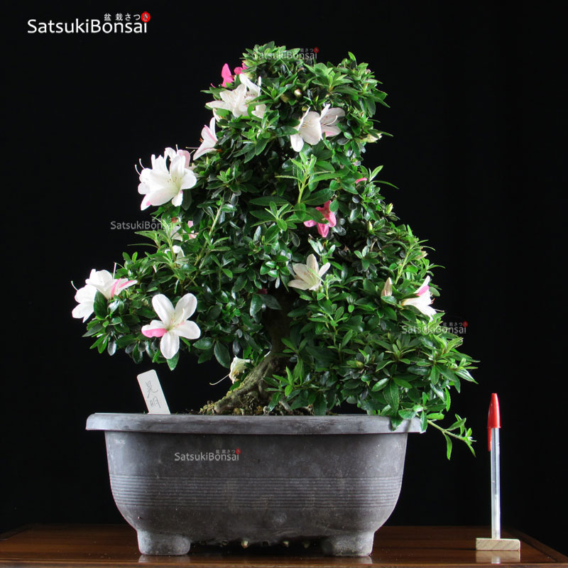 Azalea Satsuki Var. KOMEI  VENDUTO