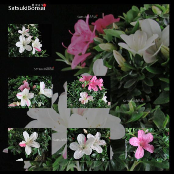 Azalea Satsuki Var. KOMEI  VENDUTO - immagine 2