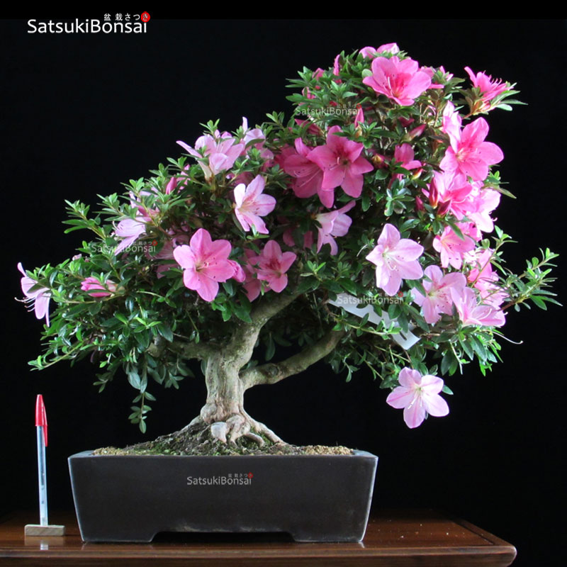 0882_1-Satsuki-Nasuno.jpg Azalea Satsuki NASUNO VENDUTO - immagine 1