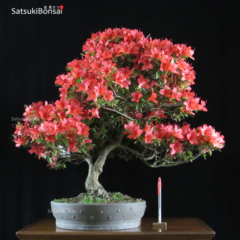0886_7-Satsuki-Benilkoboshi-1 Azalea Satsuki BENI-KO-BOSHI VENDUTO - immagine 1