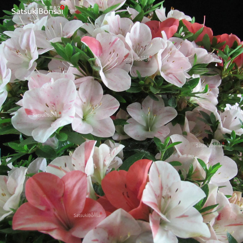 0891_5-Satsuki-Hekisui.jpg Talea di azalea Satsuki HEKISUI - immagine 1