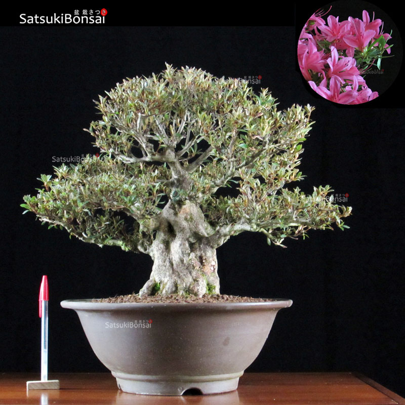 0897_1-Satsuki-Korin.jpg Azalea Satsuki Var. KORIN VENDUTO - immagine 1