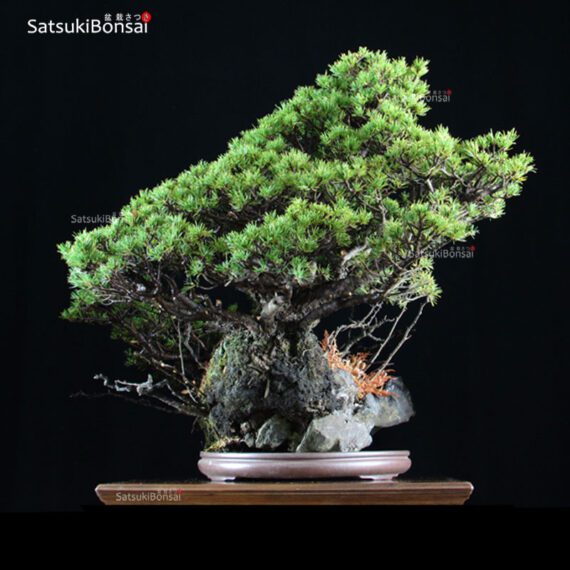 Pino Pentaphilla Goyomatsu Zuisho  VENDUTO - immagine 2