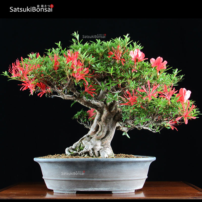0906_16-Satsuki-Kinsai.jpg Azalea Satsuki Var. KINSAI VENDUTO - immagine 1