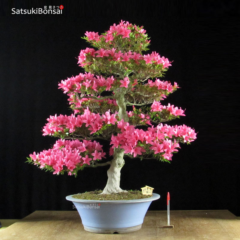 0907_11-Satsuki-Korin Azalea Satsuki Var. KORIN VENDUTO - immagine 1