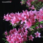 Azalea Satsuki Var. KORIN VENDUTO - immagine 6
