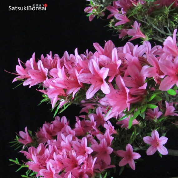 Azalea Satsuki Var. KORIN VENDUTO - immagine 6