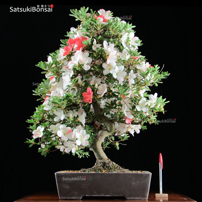 0948_1-Matsukagami.jpg Azalea Satsuki MATSU KAGAMI VENDUTO - immagine 1