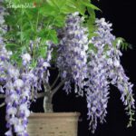 Glicine - Wisteria floribunda - immagine 6