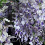Glicine - Wisteria floribunda - immagine 2