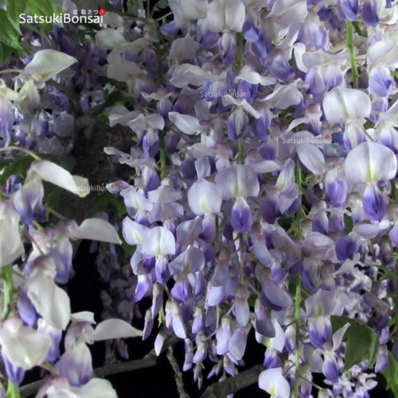 Glicine - Wisteria floribunda - immagine 2
