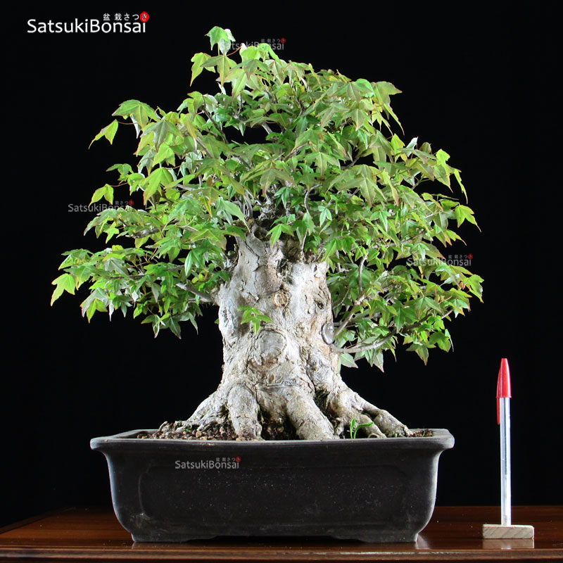 0968_1-Acer-buergerianum.jpg Acer Buergerianum VENDUTO - immagine 1