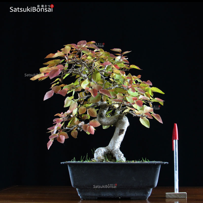 0998_5-Carpinus-coreana.jpg Carpinus Coreana VENDUTO - immagine 1