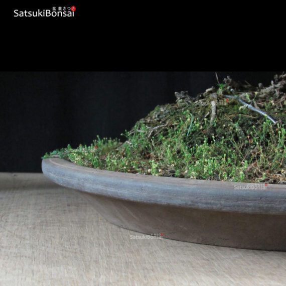 Pino Pentaphylla Goyomatsu VENDUTO - immagine 11