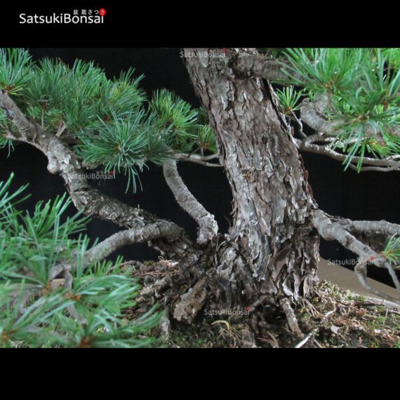 Pino Pentaphylla Goyomatsu VENDUTO - immagine 8