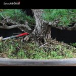 Pino Pentaphylla Goyomatsu VENDUTO - immagine 7