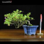 Azalea Kurume  VENDUTO