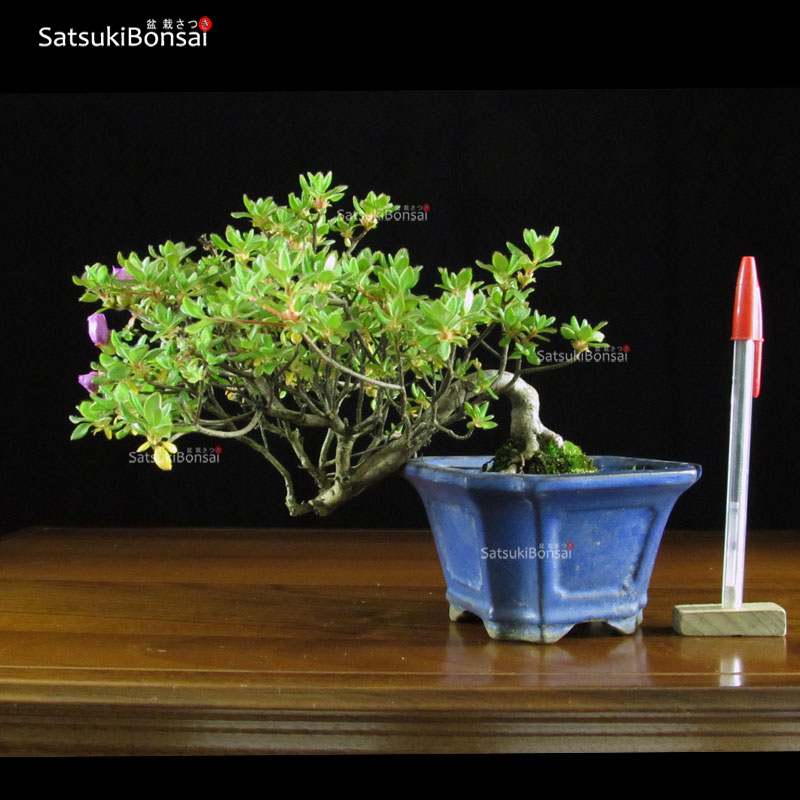 1008_1-Satsuki.jpg Azalea Kurume VENDUTO - immagine 1