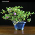 Azalea Kurume  VENDUTO - immagine 2