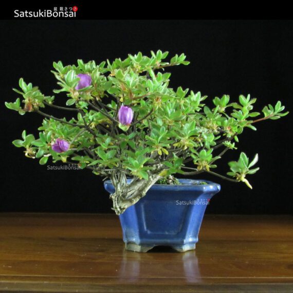 Azalea Kurume  VENDUTO - immagine 2