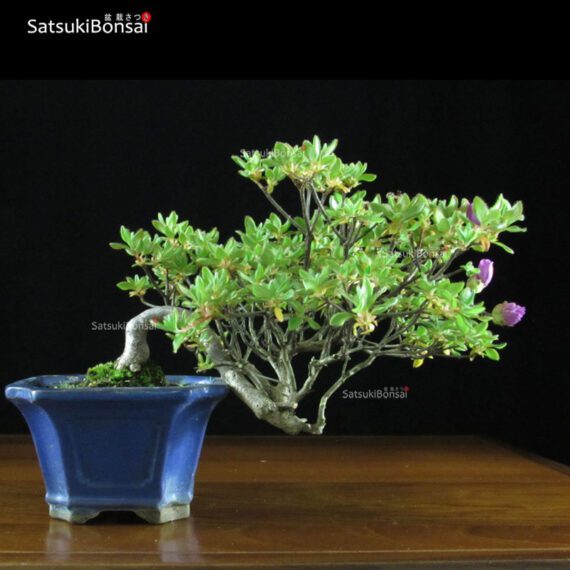 Azalea Kurume  VENDUTO - immagine 3
