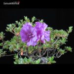 Azalea Kurume  VENDUTO - immagine 4