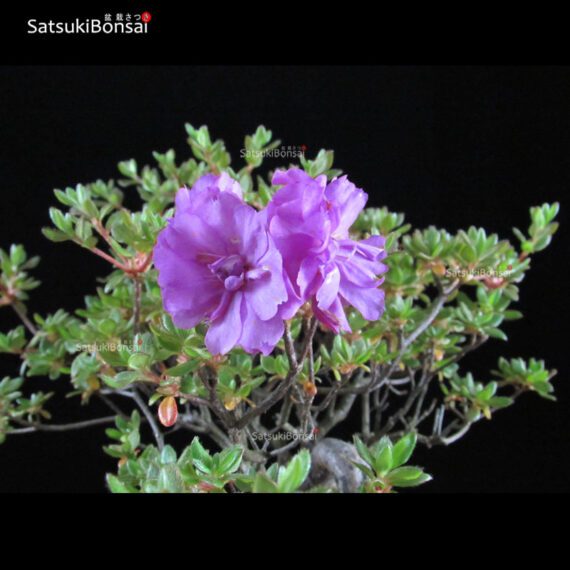 Azalea Kurume  VENDUTO - immagine 4
