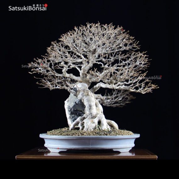 Acer Buergerianum VENDUTO - immagine 3