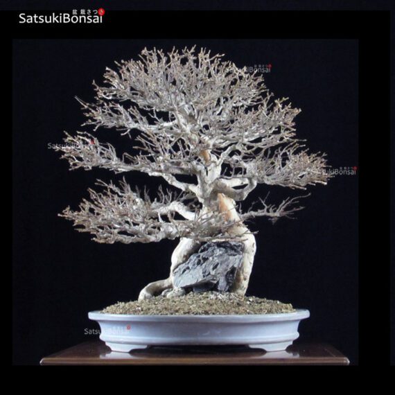Acer Buergerianum VENDUTO - immagine 5