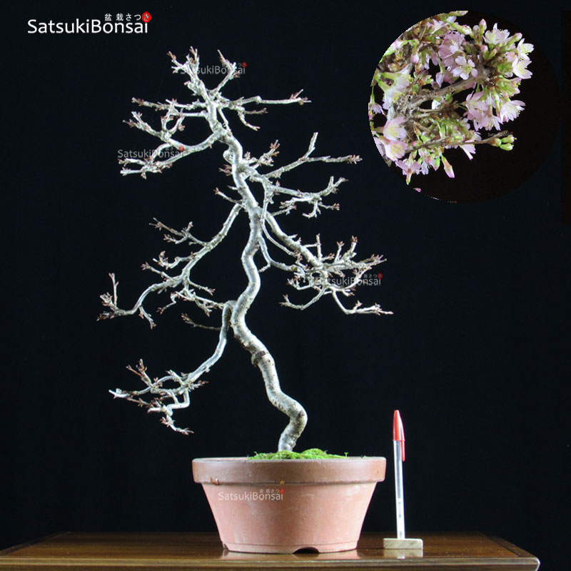 1063_1-Fuji-sakura.jpg Fuji Sakura Ciliegio da fiore VENDUTO - immagine 1