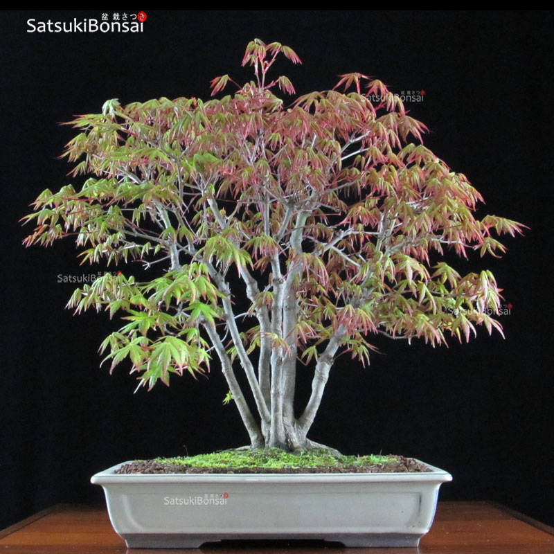 1066_6-Acer-palmatum Acero Palmato Yamamomiji VENDUTO - immagine 1