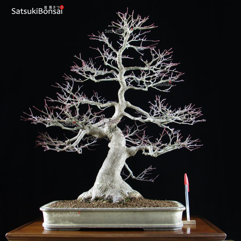 1069_1-Acer-palmatum-seigen.jpg Acero Palmato Seigen VENDUTO - immagine 1
