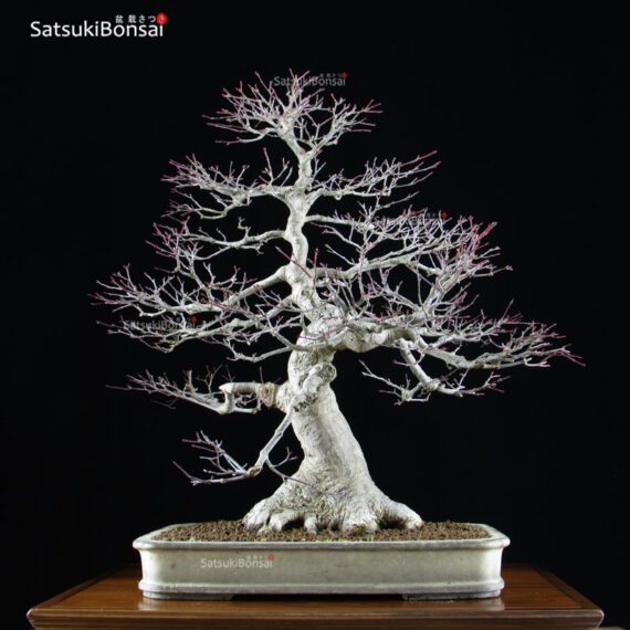 Acero Palmato Seigen VENDUTO - immagine 3