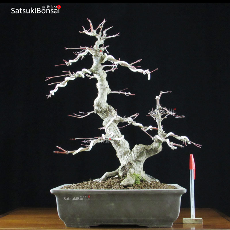 1071_1-Acer-palmatum.jpg Acero Palmato Yamamomiji VENDUTO - immagine 1