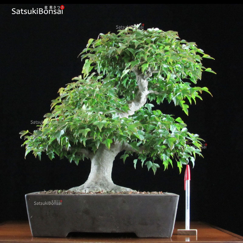 1094_7-Acer-Buergerianum Acer Buergerianum VENDUTO - immagine 1