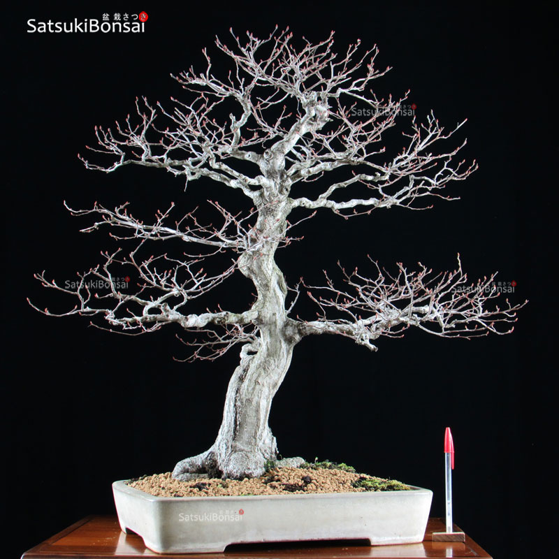 1104_Carpinus-Turczaninovii Carpinus Turczaninowii VENDUTO - immagine 1