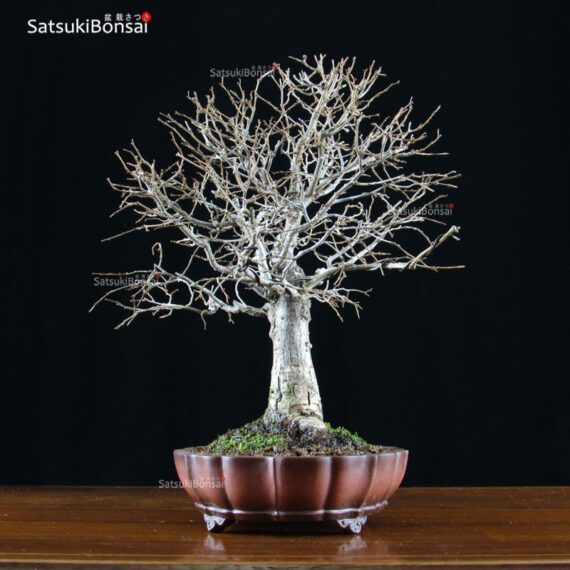 Zelkova Serrata VENDUTO - immagine 5