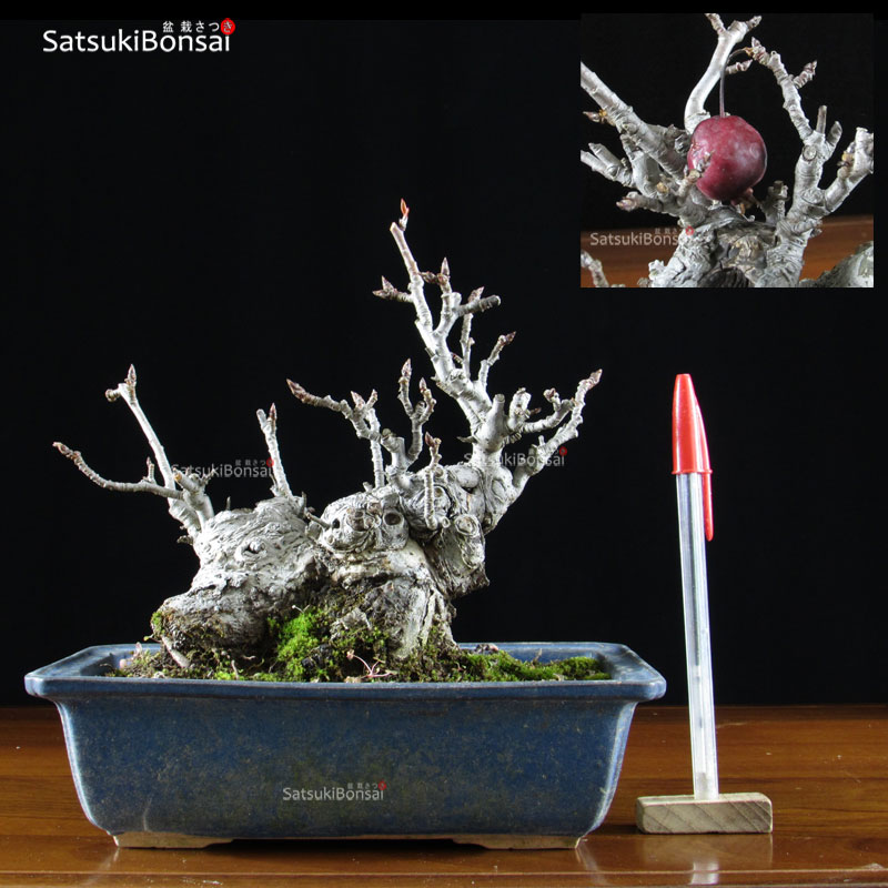 1115_1-Malus-cerasifera.jpg Malus Cerasifera VENDUTO - immagine 1