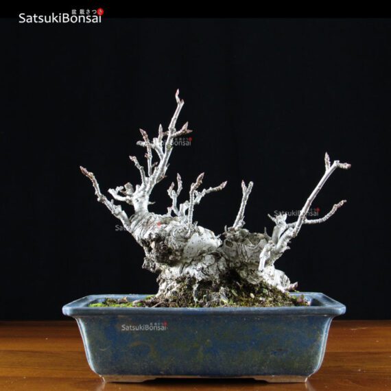 Malus Cerasifera VENDUTO - immagine 3