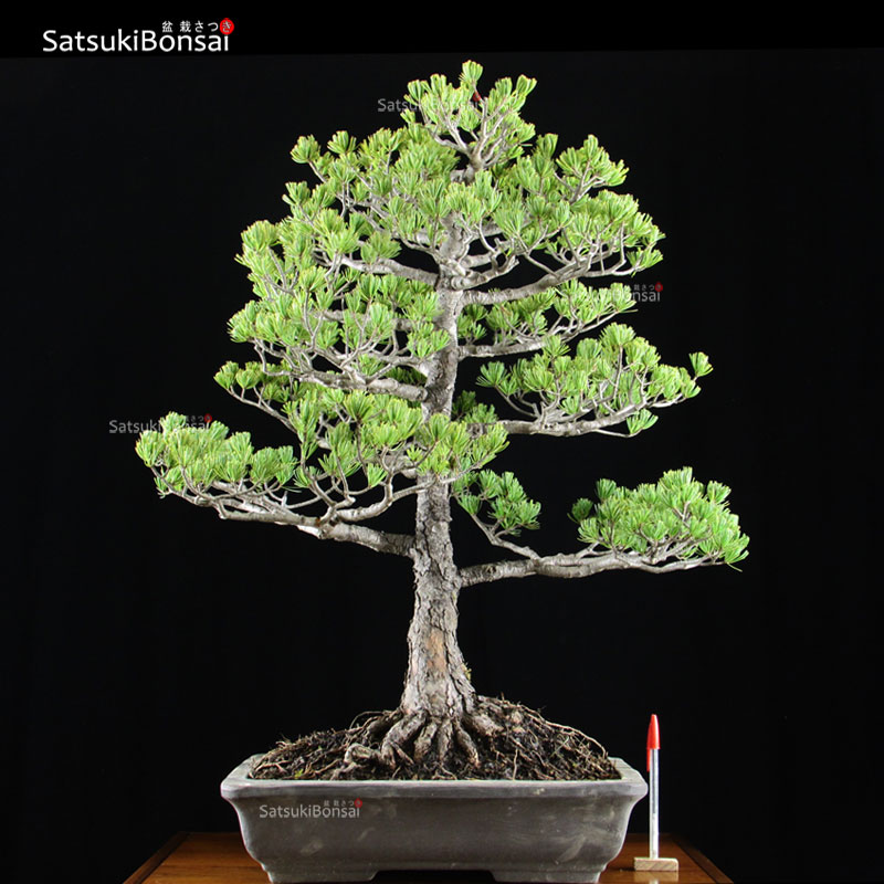 1120_1-Pinus-pentaphilla.jpg Pino Pentaphilla Goyomatsu VENDUTO - immagine 1