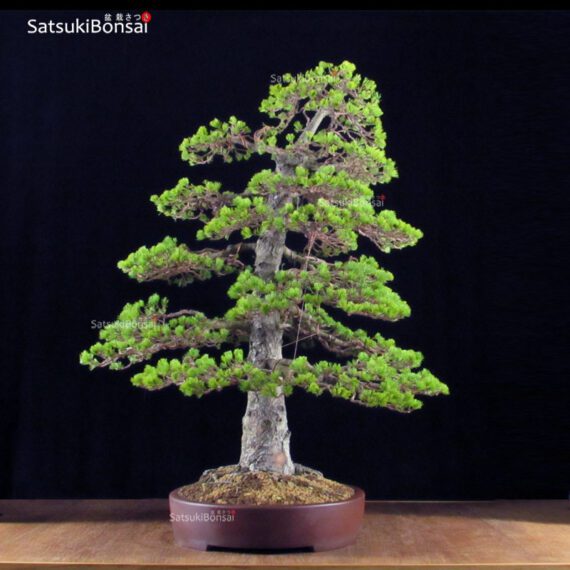 Pino Pentaphylla Goyomatsu Zuisho VENDUTO - immagine 2