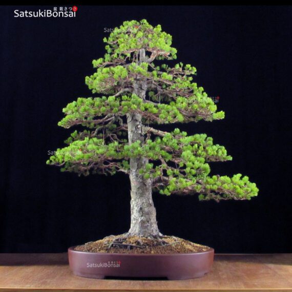 Pino Pentaphylla Goyomatsu Zuisho VENDUTO - immagine 3