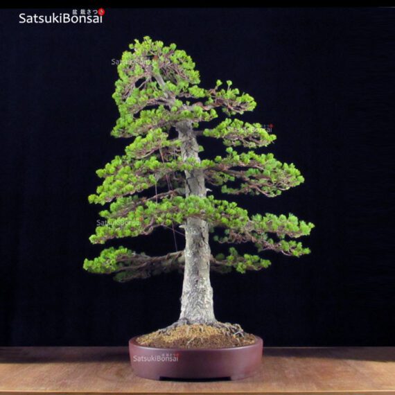 Pino Pentaphylla Goyomatsu Zuisho VENDUTO - immagine 4