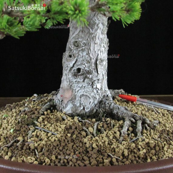 Pino Pentaphylla Goyomatsu Zuisho VENDUTO - immagine 5