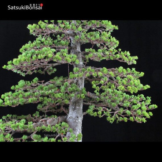 Pino Pentaphylla Goyomatsu Zuisho VENDUTO - immagine 6